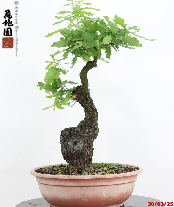 Quercus pubescens - immagine 8