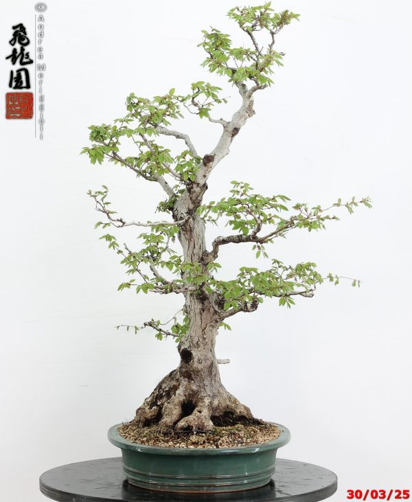 Carpinus turczaninowii - Image 3