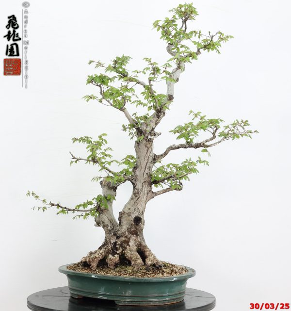 Carpinus turczaninowii - Image 4