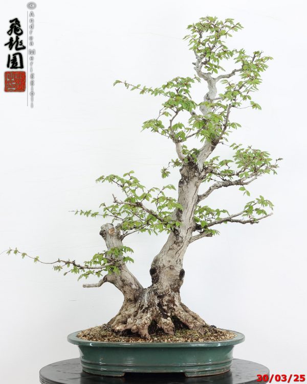 Carpinus turczaninowii - Image 5