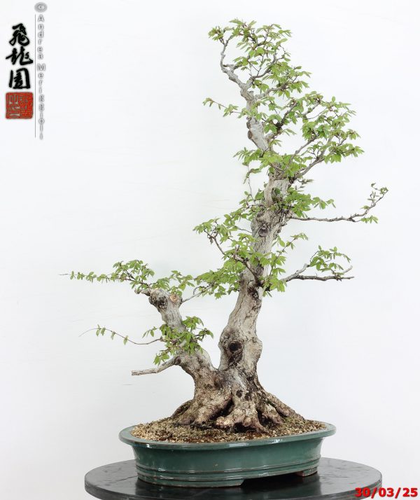Carpinus turczaninowii - Image 6