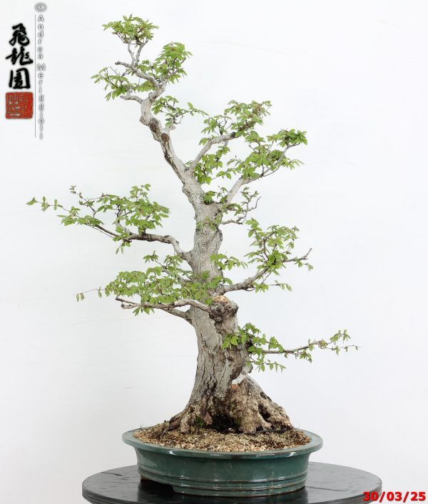 Carpinus turczaninowii - Image 8