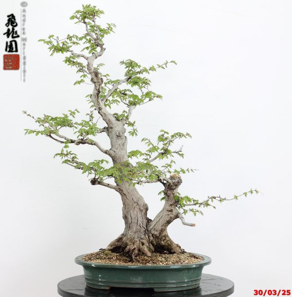 Carpinus turczaninowii - Image 9