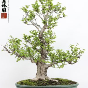 Carpinus turczaninowii