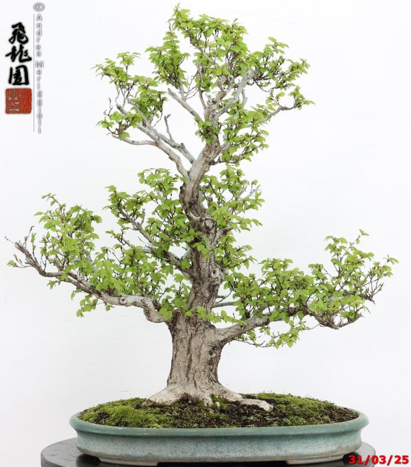 Carpinus turczaninowii