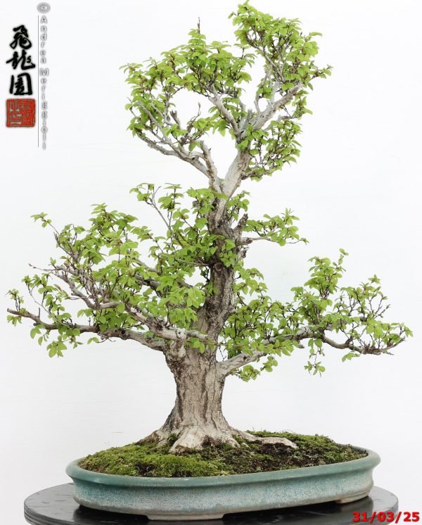 Carpinus turczaninowii - immagine 2