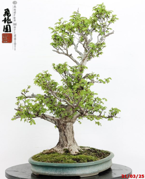 Carpinus turczaninowii - immagine 3