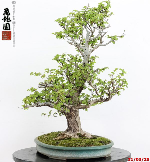 Carpinus turczaninowii - immagine 4