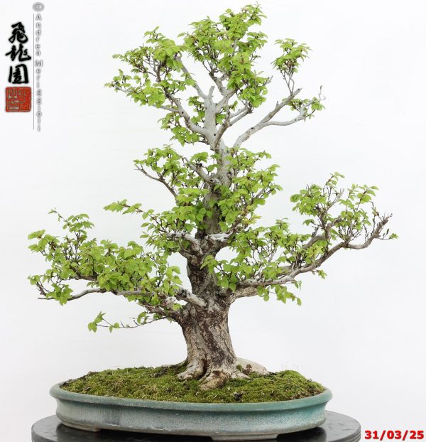 Carpinus turczaninowii - immagine 5