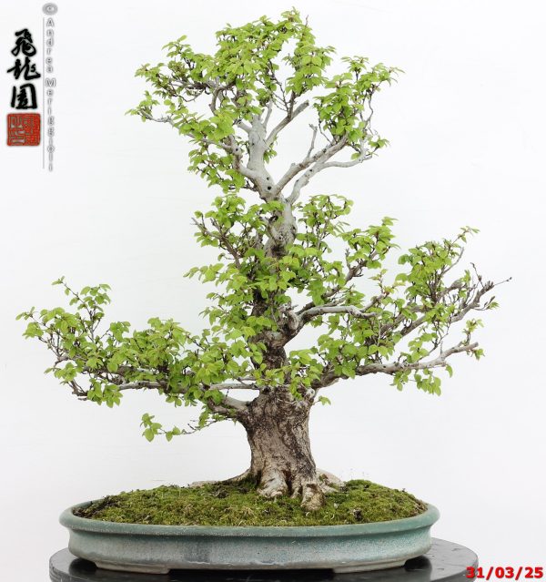 Carpinus turczaninowii - immagine 6