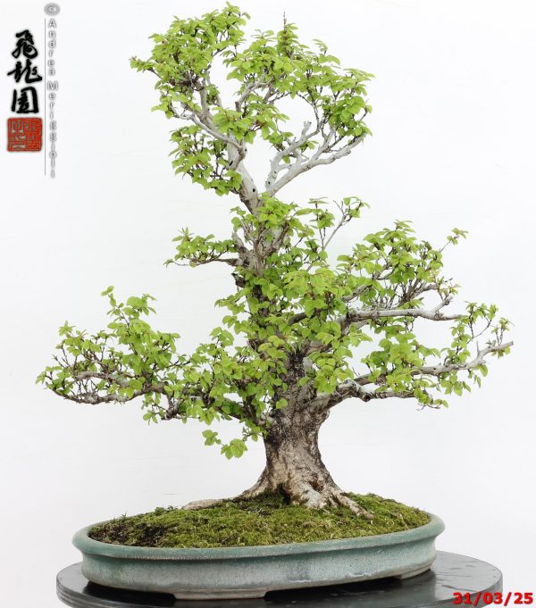 Carpinus turczaninowii - immagine 7
