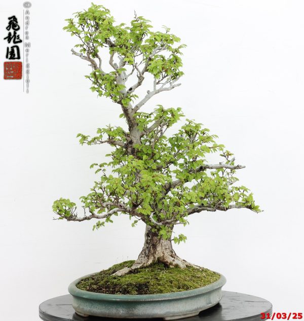 Carpinus turczaninowii - immagine 8