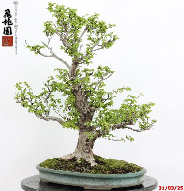 Carpinus turczaninowii - immagine 9