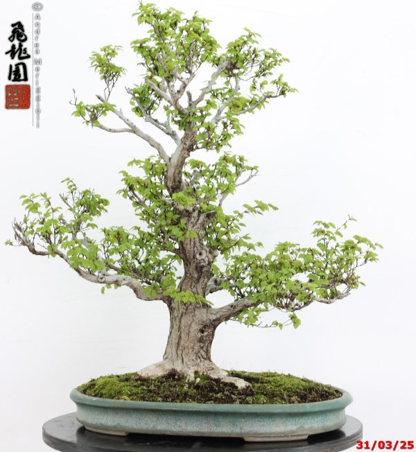 Carpinus turczaninowii - immagine 10