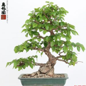 Carpinus turczaninowii