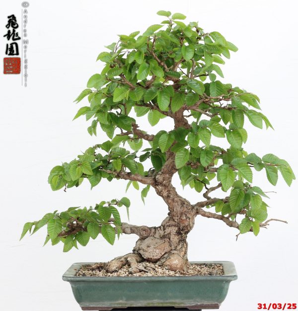 Carpinus turczaninowii