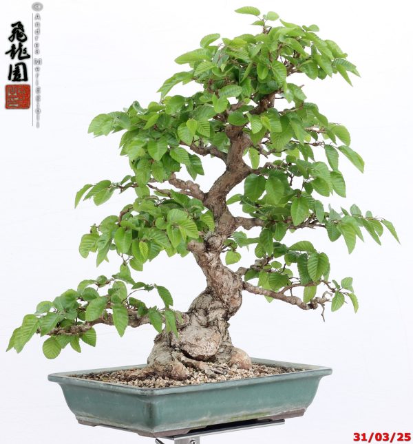 Carpinus turczaninowii - Image 2
