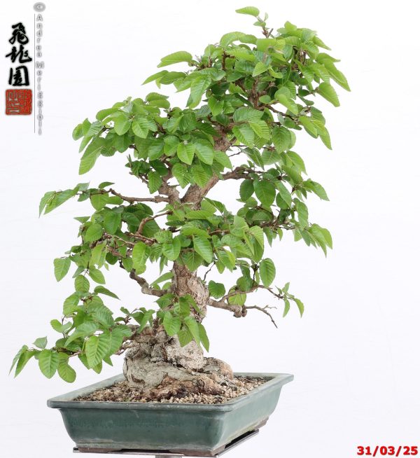 Carpinus turczaninowii - Image 3