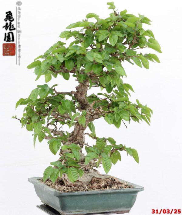 Carpinus turczaninowii - Image 4