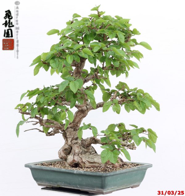 Carpinus turczaninowii - Image 5