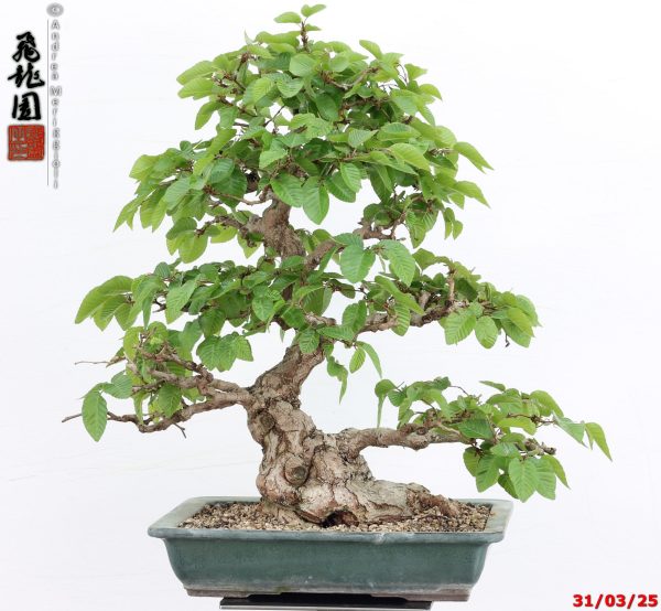 Carpinus turczaninowii - Image 6