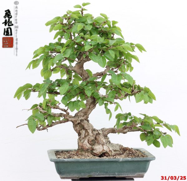 Carpinus turczaninowii - Image 7