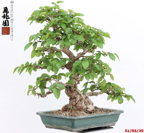 Carpinus turczaninowii - Image 8