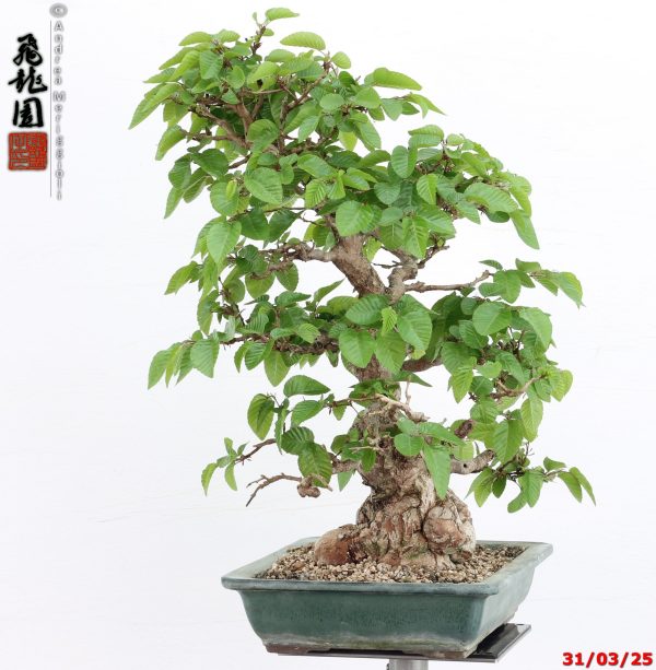 Carpinus turczaninowii - Image 9
