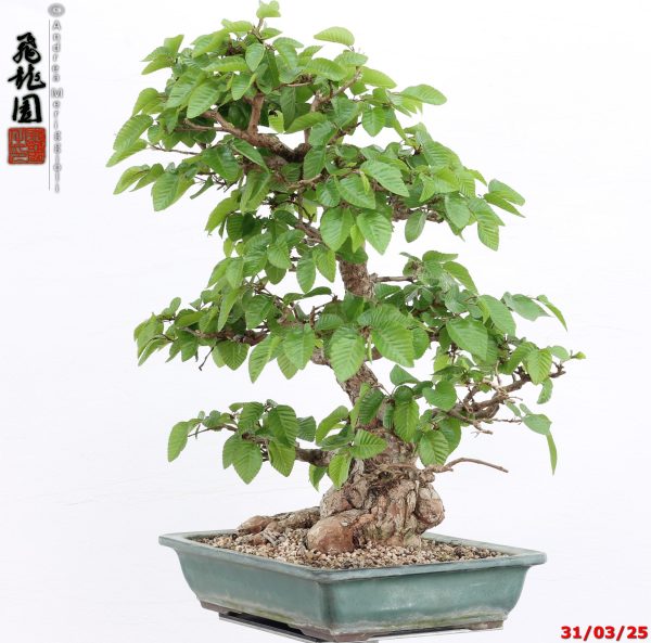 Carpinus turczaninowii - Image 10