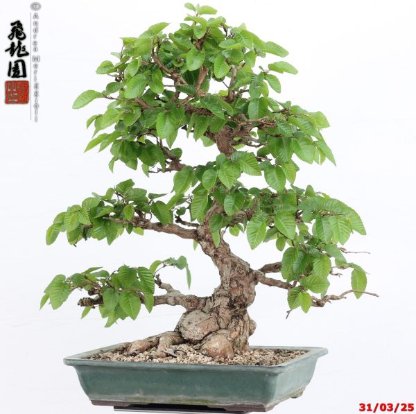 Carpinus turczaninowii - Image 11