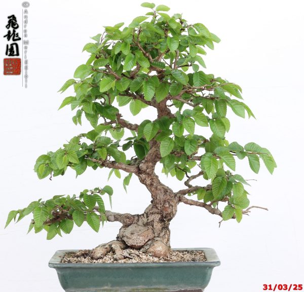 Carpinus turczaninowii - Image 12