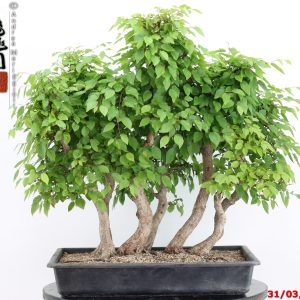 Carpinus turczaninowii