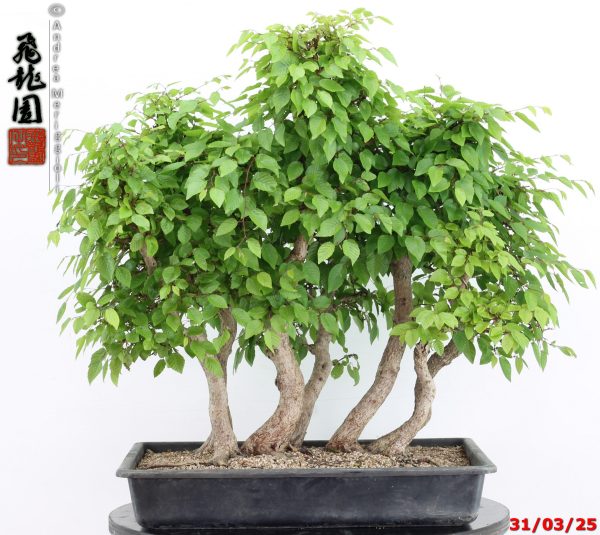 Carpinus turczaninowii
