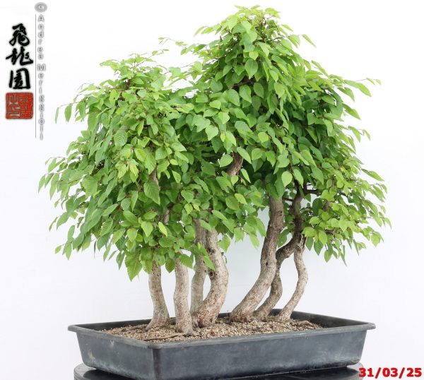 Carpinus turczaninowii - immagine 2