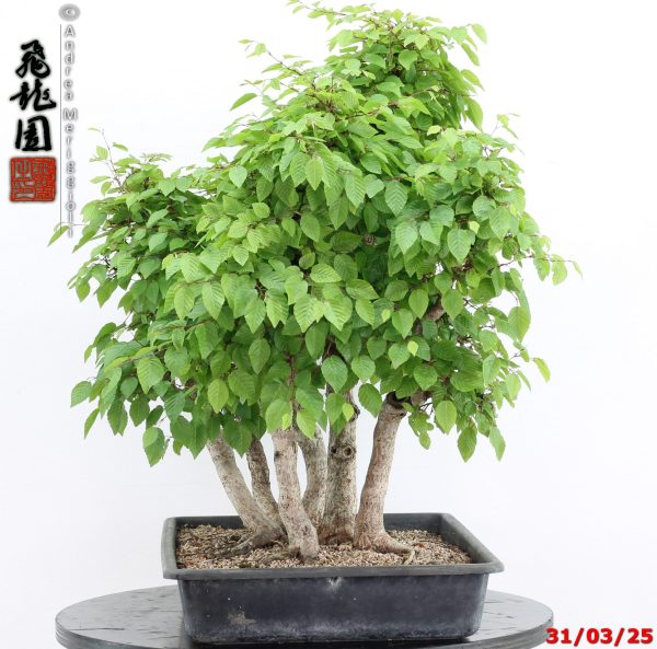 Carpinus turczaninowii - immagine 3