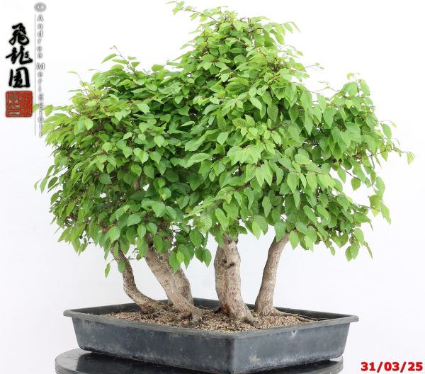 Carpinus turczaninowii - immagine 4