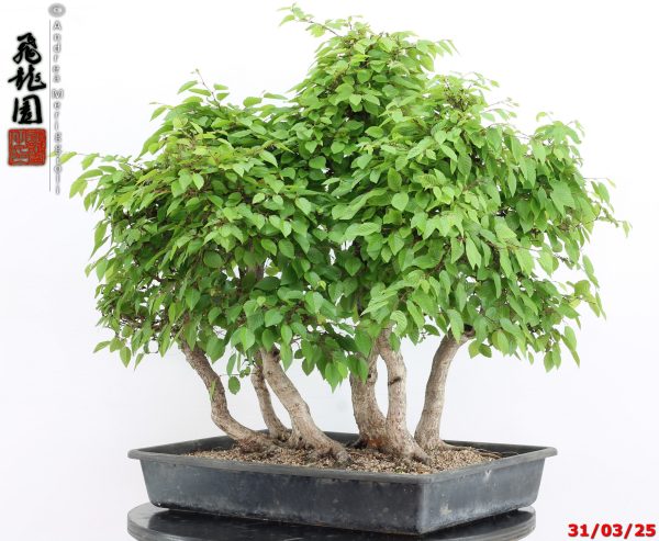 Carpinus turczaninowii - immagine 5