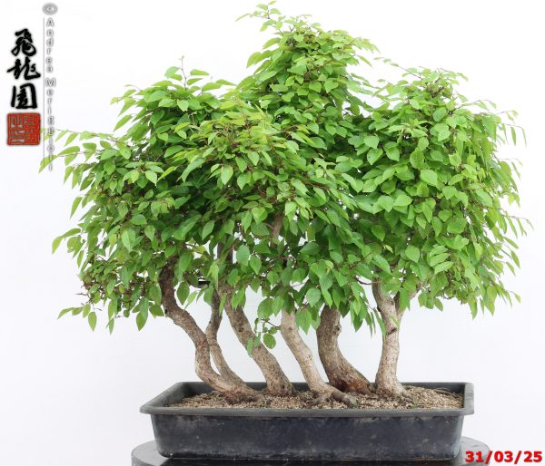 Carpinus turczaninowii - immagine 6