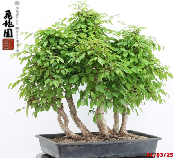 Carpinus turczaninowii - immagine 7