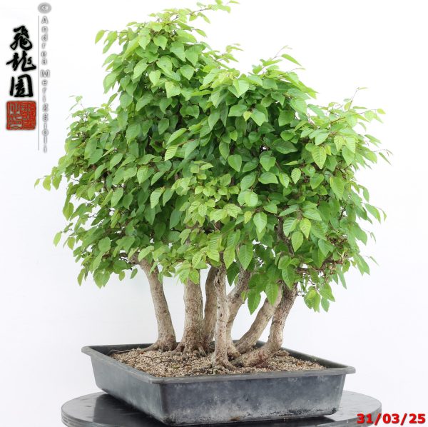 Carpinus turczaninowii - immagine 9