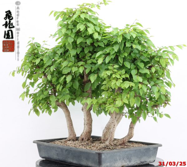 Carpinus turczaninowii - immagine 10