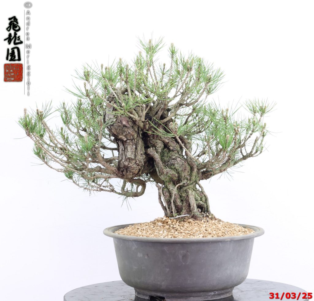Pinus thunbergii
