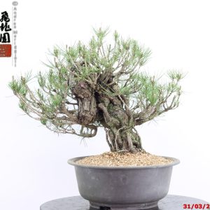 Pinus thunbergii