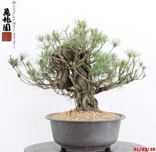 Pinus thunbergii - immagine 2