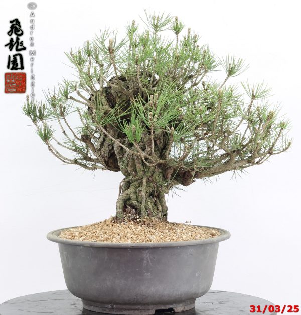 Pinus thunbergii - immagine 3