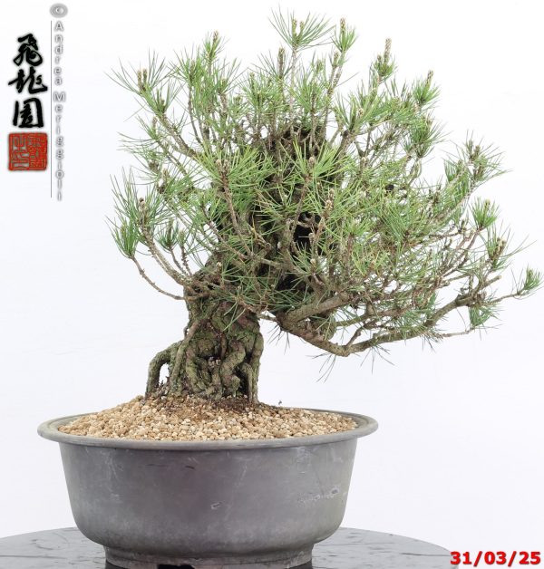 Pinus thunbergii - immagine 4