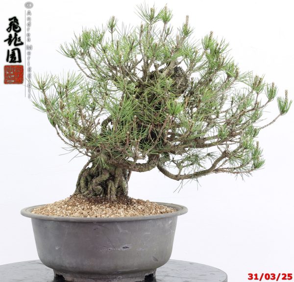 Pinus thunbergii - immagine 5