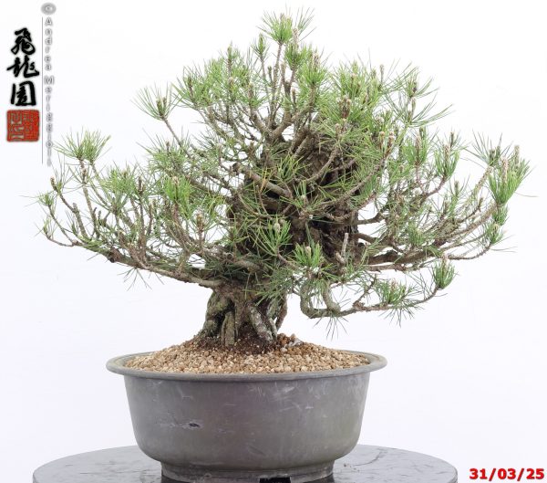 Pinus thunbergii - immagine 6