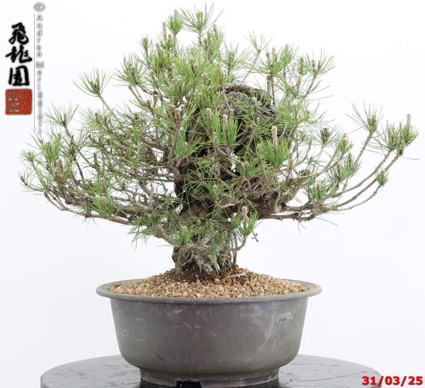 Pinus thunbergii - immagine 7