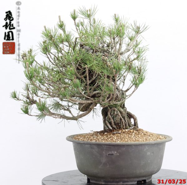 Pinus thunbergii - immagine 8